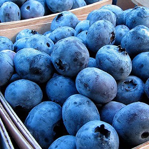 Murray Blueberry Farm